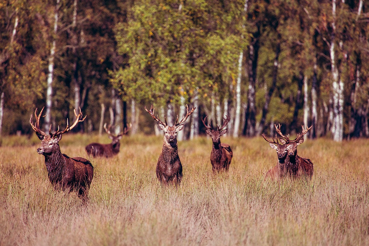 This image was shot using the Canon EOS 5DS. While this camera isn't designed for wildlife, it still does a sterling job of capturing highly detailed images and gives users the ability to crop extensively too