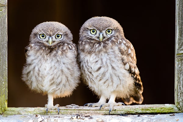 The right accessories and a little patience can lead to captivating bird photography