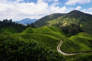 Cameron-Highlands,-Matt-Golowczynski