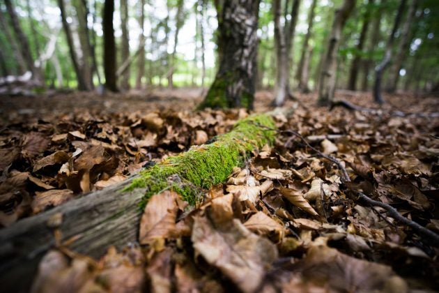 Zeiss Batis 18mm f/2.8 Sample Image