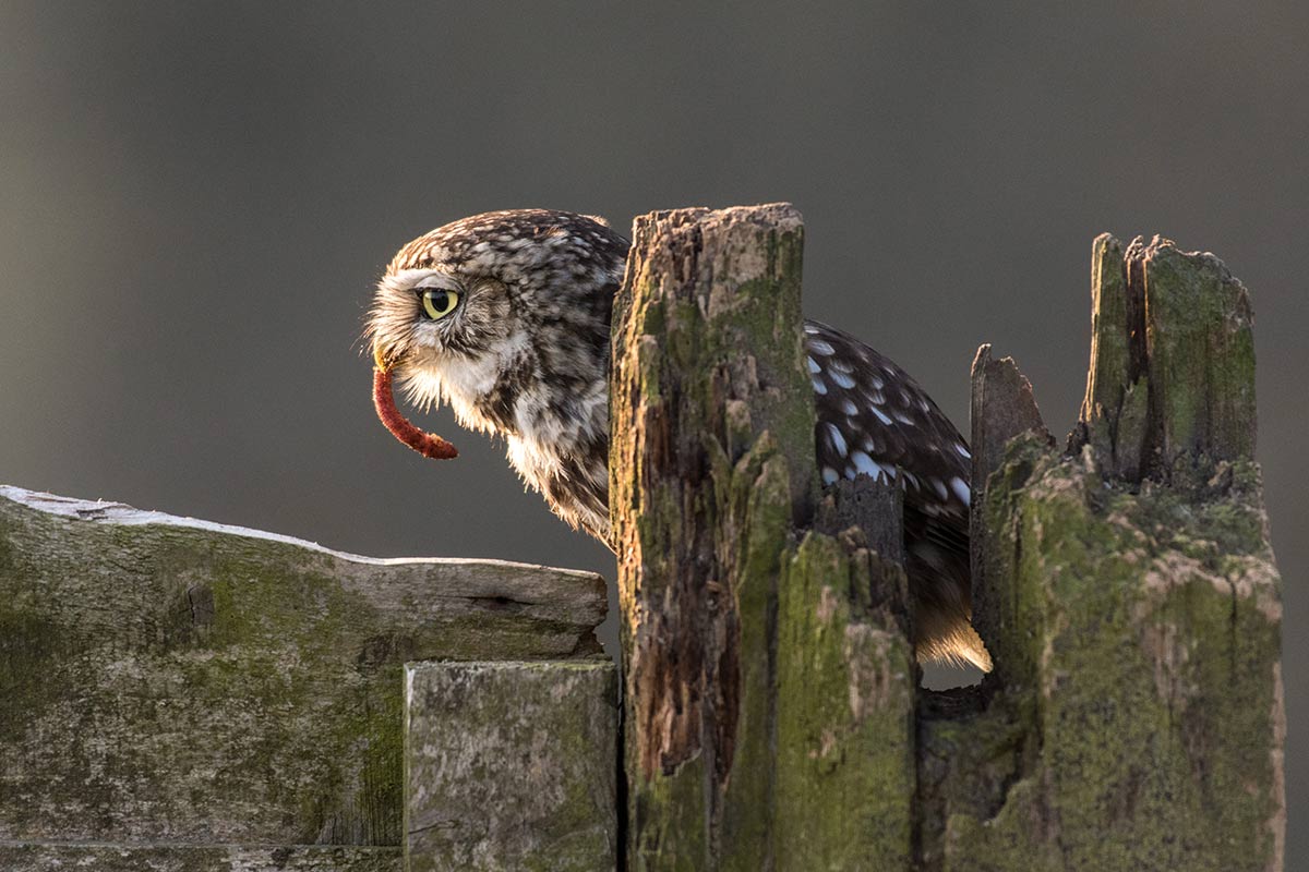 Perches were positioned close to the hide