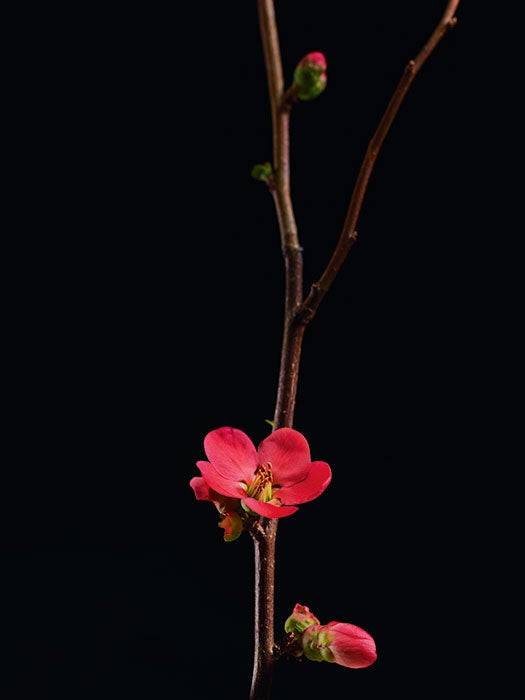 Flower-stem00478-Full