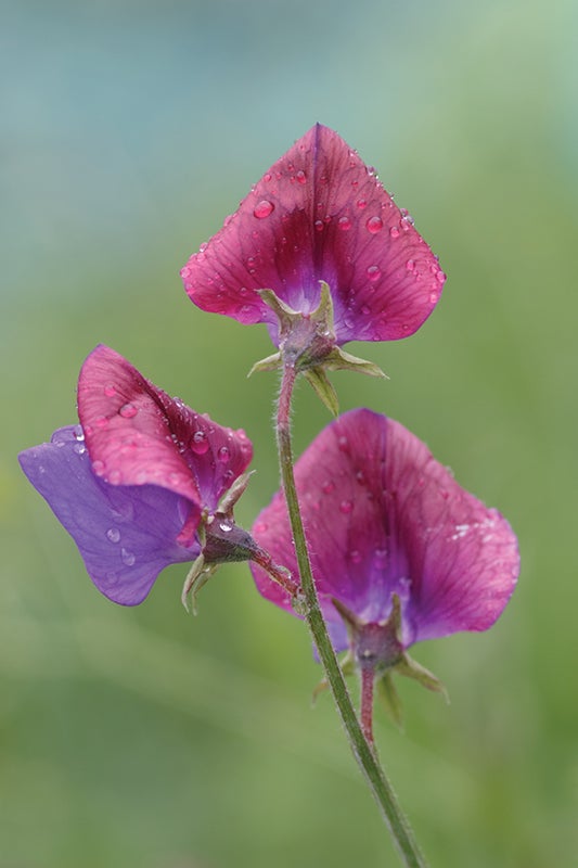 Macro lenses for plant photography