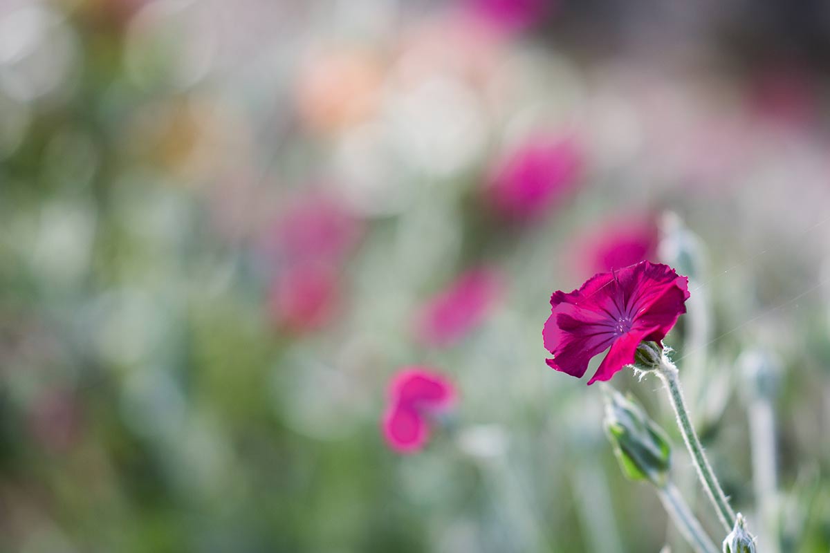 The lens produces very sharp results at the point of focus, but a precise focusing technique is required