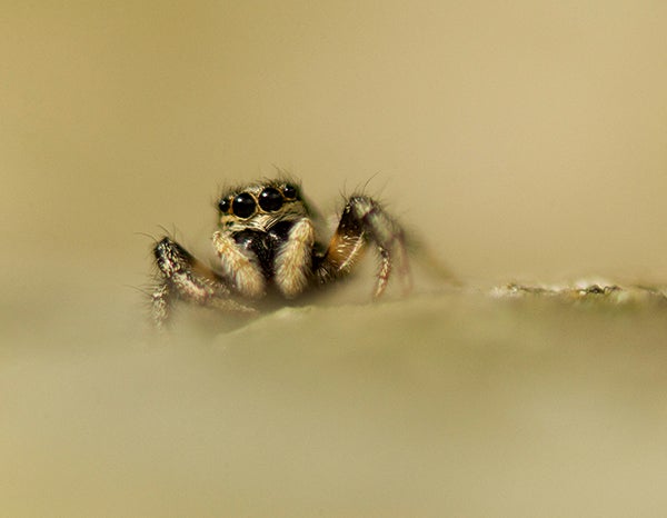 Extension tubes can help you get closer to the hidden worlds around you – including those of the zebra spider